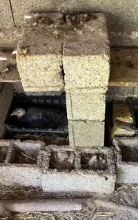 ۲ عدد بوقلمون کرچ