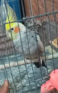 عروس هلندی سخنگو