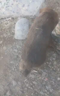 سگ نر