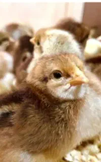 جوجه محلی  یک روزه ۸۰