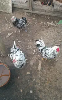 فروش تخم مرغ گلین
