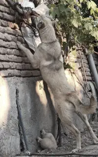 توله سگ سرابی ماده6ماهه