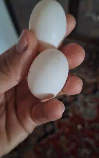تعدادی تخم کفتر