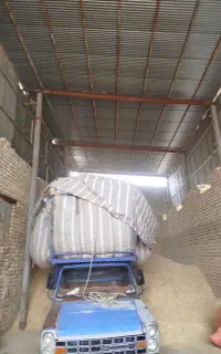 کاه گندم خوشه دار تحویلی