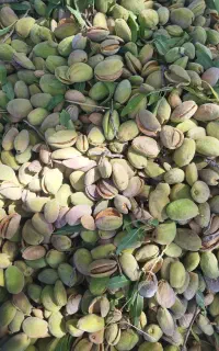 بادام درختی درجه یک