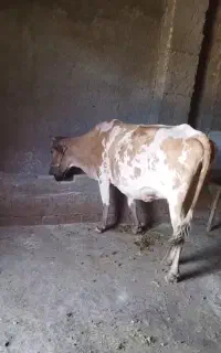 گاو