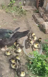 اردک اسرائیلی با ۹عدد جوجه اردک اسرائیلی