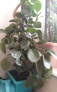 گل قاشقی.سانسوریا.درختی