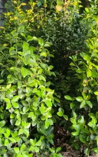 فروش شمشاد طلایی