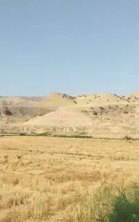 کاه گندم دیم
