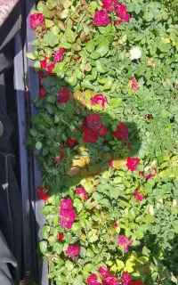 گل فروشی عمده گل رز شمشاد و ...