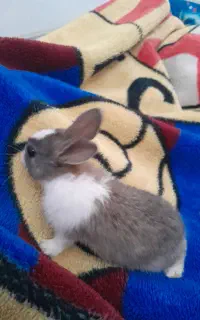 خرگوش