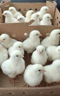جوجه گوشتی راس حراج