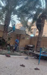 بریدن نخل قطع درخت نخل هرس سمپاشی موریانه تقویتی