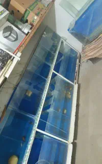 اکواریوم