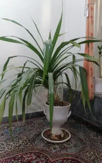 گل بزرگ ذرتی و میز تلویزیون