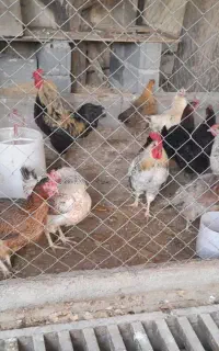 مرغ تخم گزار گلپایگان