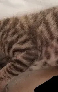 گربه