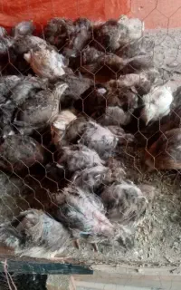 بلدرچین