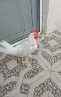 جوجه خروس ۶ ماهه امساله