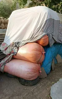 کاه عدس و کاه نخد