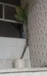 گل بزرگ