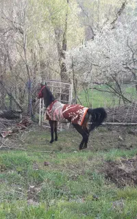 اسب نریان کرد سن ۳به۴