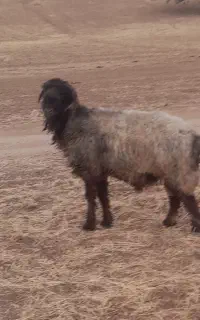قوچ کری نمونه