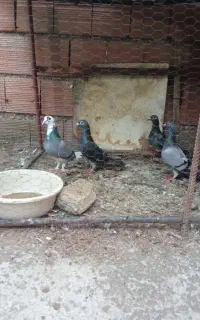 کبوتر دورگ فروشی