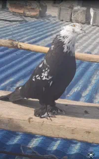 یک جفت کبوتر کله ماستی
