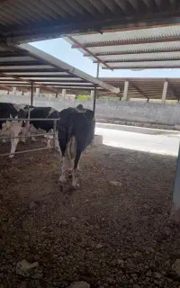 کارگر گاوداری و راننده تراکتور