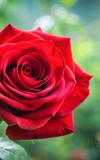 گلخانه بهشت جاده ب توحید روبروی استخر انتظام