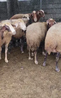 گوسفند داشتی