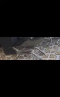 صندلی و میز