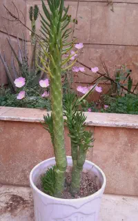 کاکتوس پنتیا سلندریکا