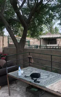 کارگر دامداری(گاوداری)