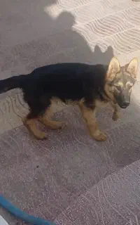 سگ ژرمن شولاین کلاس a