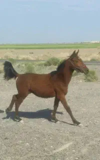 اسب عرب نریون