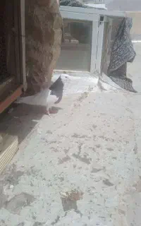 کبوتر طوقی