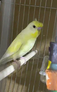 مرغ عشق