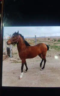 اسب ترکمن