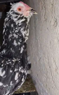 مرغ و خروس گلین اصل