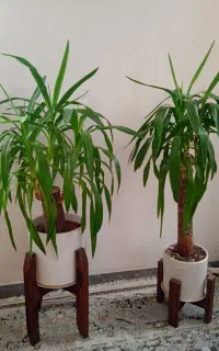 یوکا بنسای