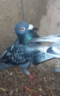 سبز مگسی