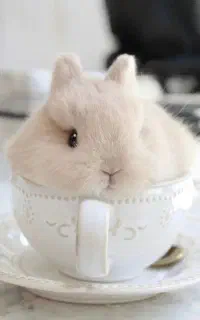 خرگوش