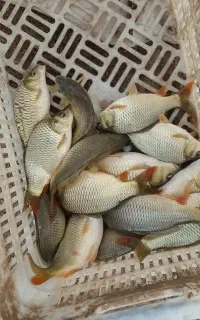 بچه ماهی قزل‌آلاکپور،آمور