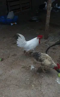 خروس ۸ماهه