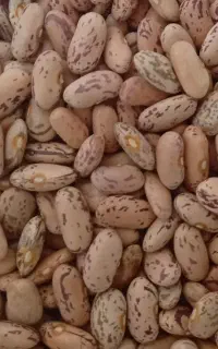 لوبیا چیتی اوکراینی