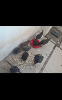 تعداد جوجه محلی