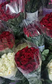 گل زینتی